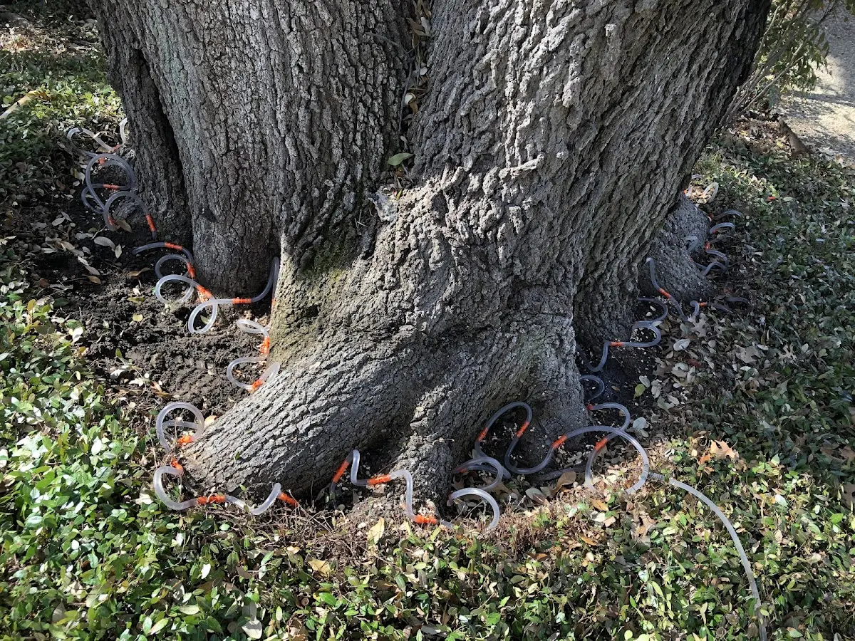 Detailed Tree Cabling and Bracing job site in Rectortown