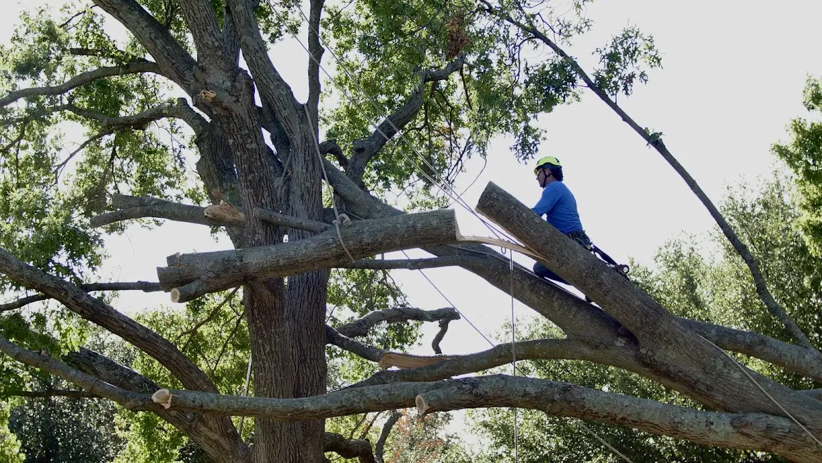 Professional Hazardous Tree Removal performed by certified arborists in Rectortown